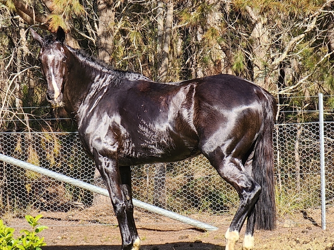 Stunning Black WB (Trakehner) Mare Dressage horses Horse for sale
