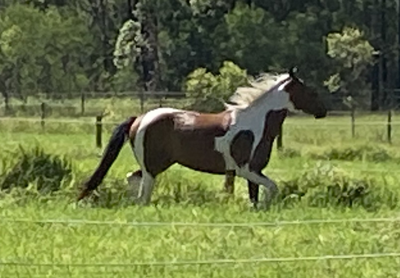 Quarter Horse x Paint Trail Riding horses Horse for sale in
