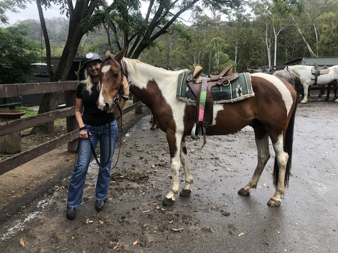 Quarter Horse x Paint Trail Riding horses Horse for sale in