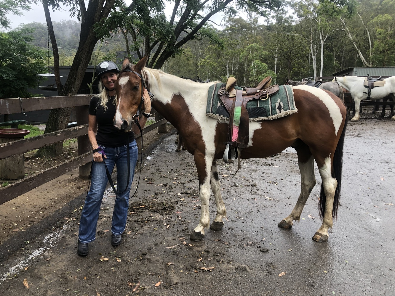 Quarter Horse x Paint Trail Riding horses Horse for sale in