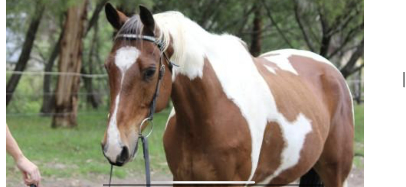 Quarter Horse x Paint Trail Riding horses Horse for sale in