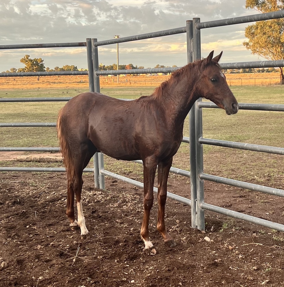 Windason Park All Class Show horses Horse for sale in Narrabri NSW