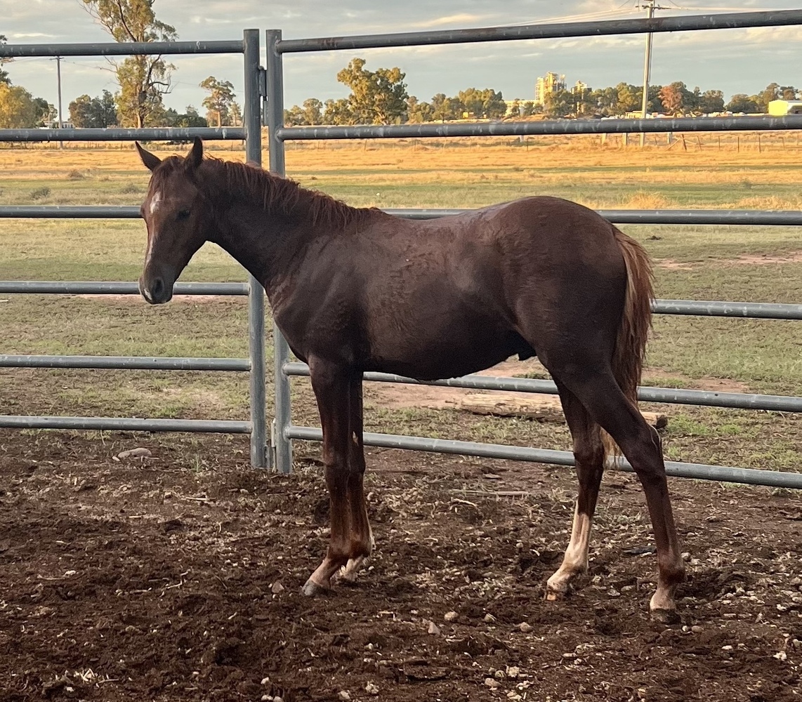 Windason Park All Class Show horses Horse for sale in Narrabri NSW