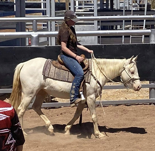 Quiet Cremello Mare Allrounder horses Horse for sale in Gatton QLD
