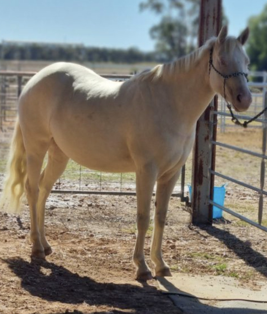 Quiet Cremello Mare Allrounder horses Horse for sale in Gatton QLD