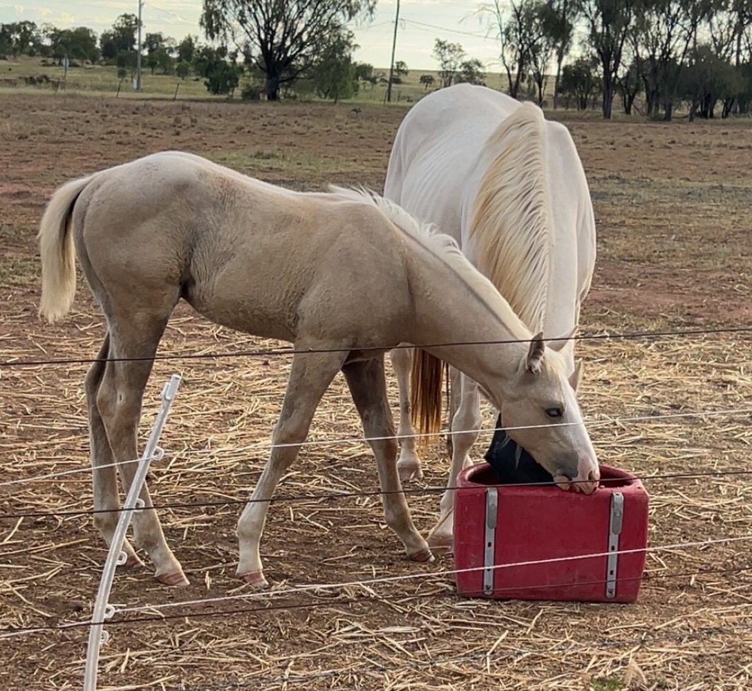 Quiet Cremello Mare Allrounder horses Horse for sale in Gatton QLD