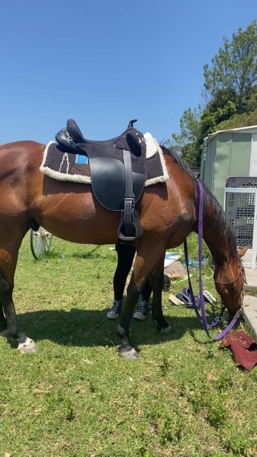 Black Australian stock Saddlery for sale Saddles, Tack and Apparel