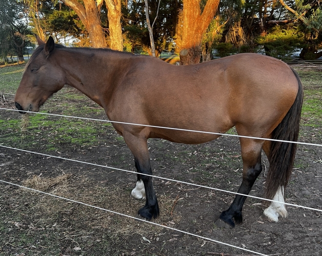 Clydesdale x Mare Trail Riding horses Horse for sale in Nullawarre