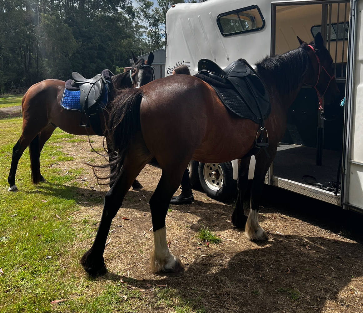 Clydesdale x Mare Trail Riding horses Horse for sale in Nullawarre