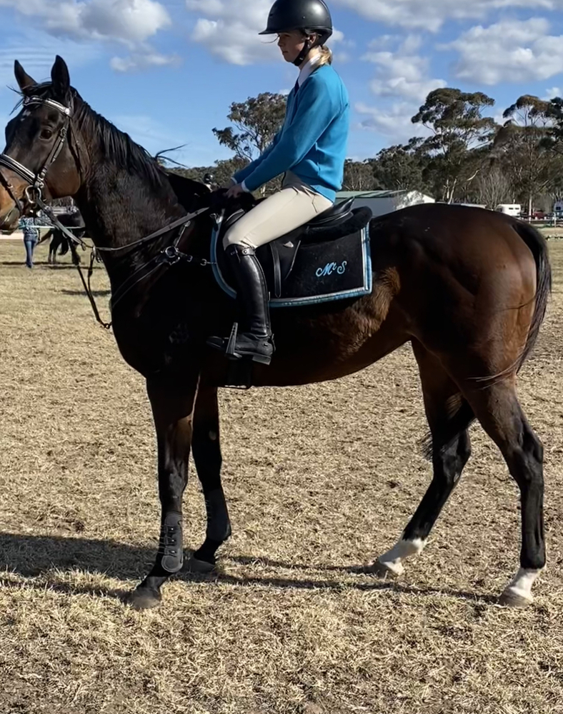 Jutland Off the Track horses Horse for sale in Awaba NSW Horse Deals