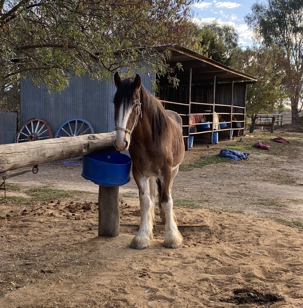 Tatalia Daniel Harness horses Horse for sale in Echuca VIC Horse