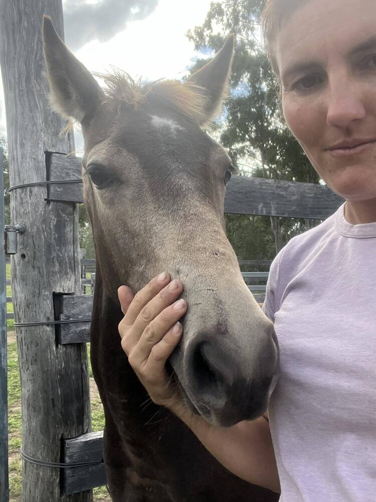 Burnt Buckskin QH Colt Campdrafting horses Horse for sale in Didcot