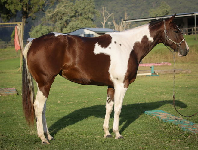 QL CindyKate 4yo Paint Ranch Horse Horse for sale in Woodford QLD