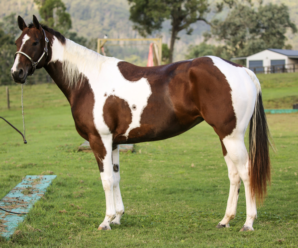 QL CindyKate 4yo Paint Ranch Horse Horse for sale in Woodford QLD