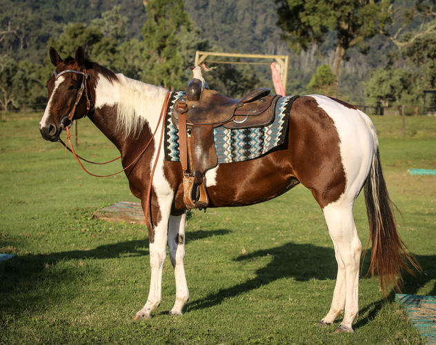 QL CindyKate 4yo Paint Ranch Horse Horse for sale in Woodford QLD