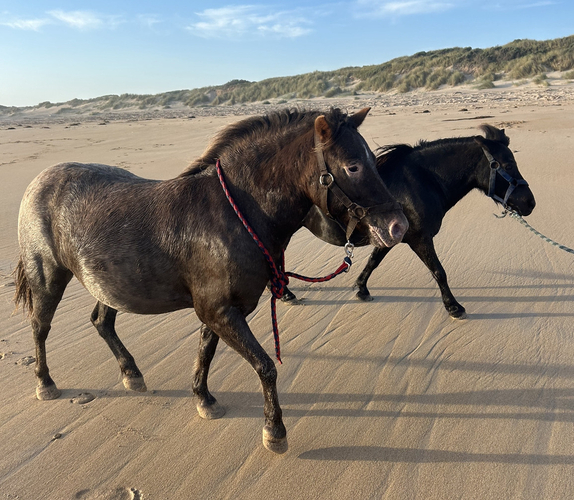 Project Project Horse for sale in Kirkstall VIC Horse Deals