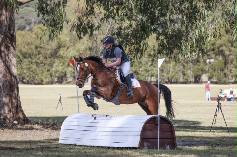 My Beautiful Rose Welsh x Thoroughbred Eventing horses Horse for