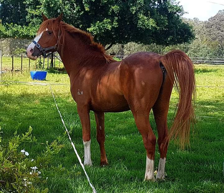 Pure Crabbet Stallion Breeding horses Horse for sale in Camden NSW