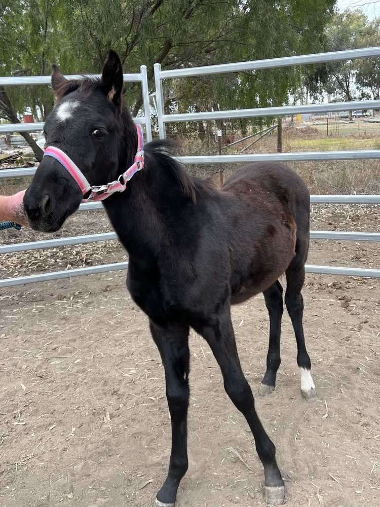Quiet Colt Foal Allrounder horses Horse for sale in Echuca VIC