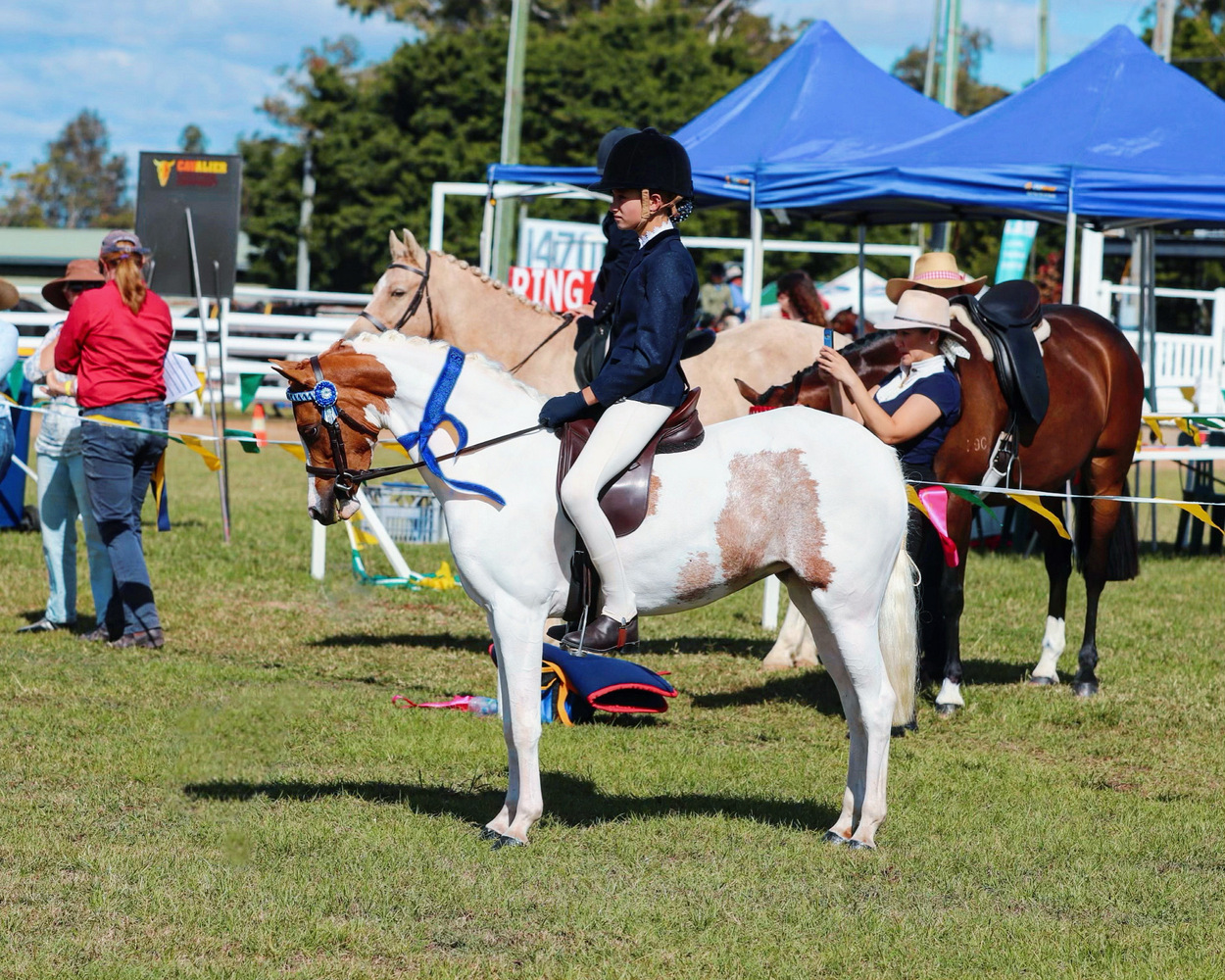 Flashy Riding Pony Performance Ponies Horse for sale in Tamborine