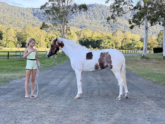 Flashy Riding Pony Performance Ponies Horse for sale in Tamborine