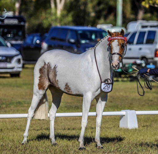 Flashy Riding Pony Performance Ponies Horse for sale in Tamborine
