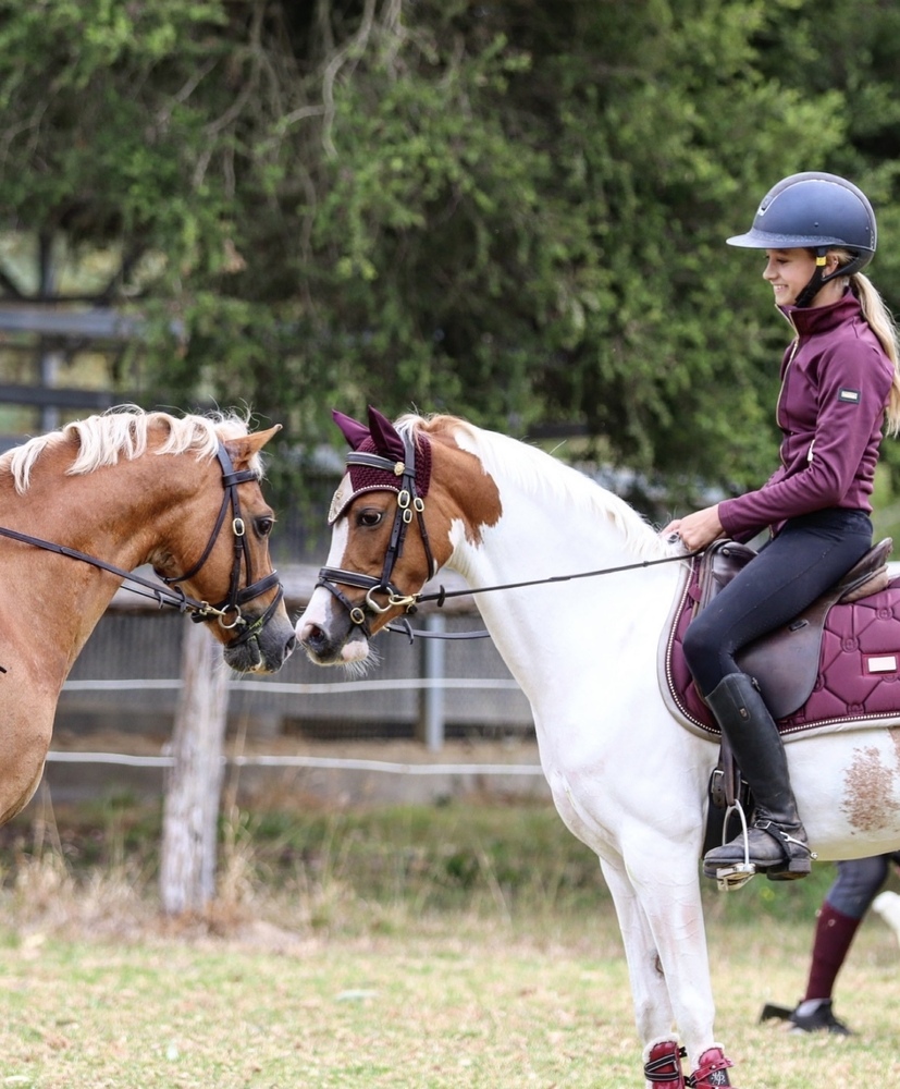 Flashy Riding Pony Performance Ponies Horse for sale in Tamborine