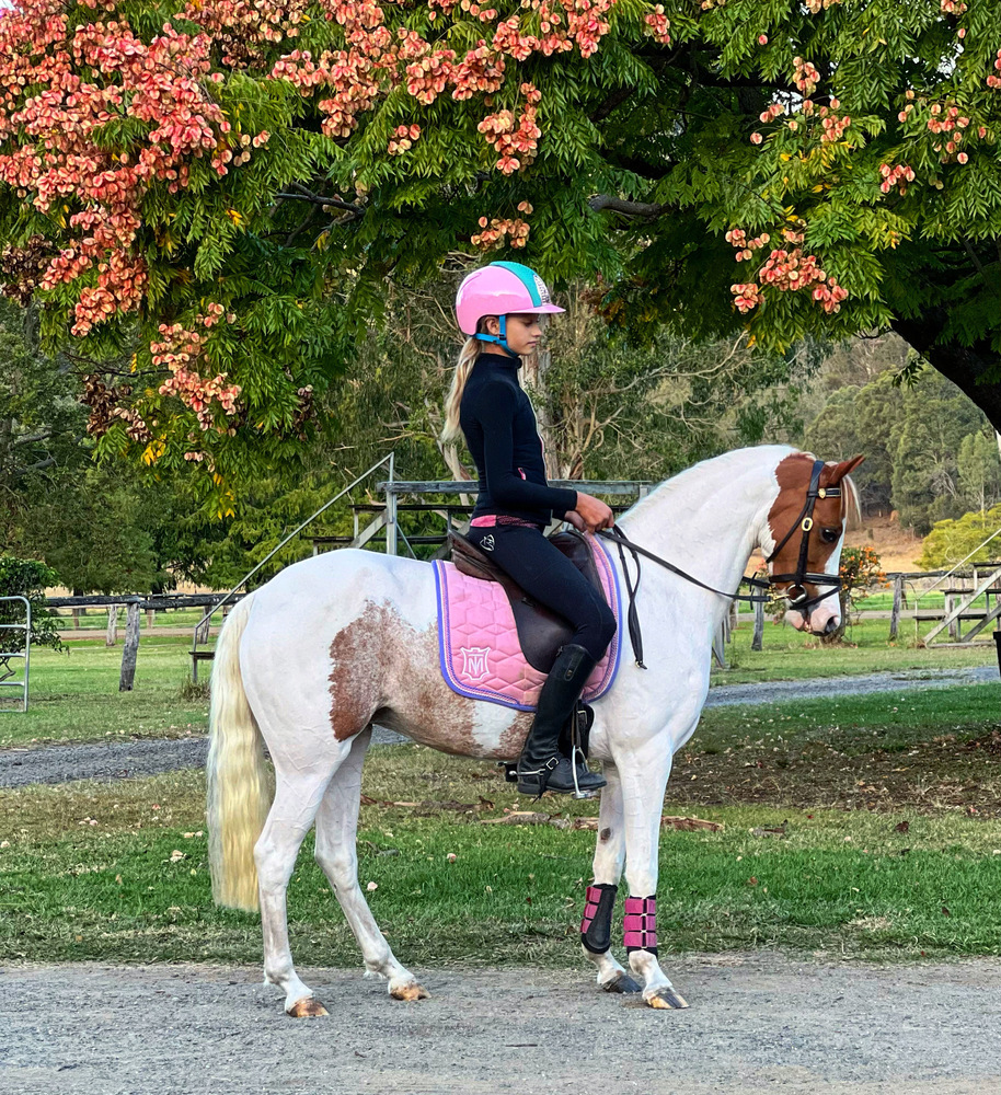 Flashy Riding Pony Performance Ponies Horse for sale in Tamborine