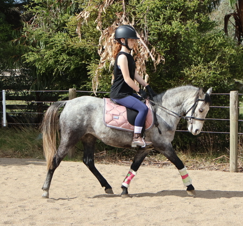 Fun Kids Pony Pony Club horses Horse for sale in Kilmore VIC