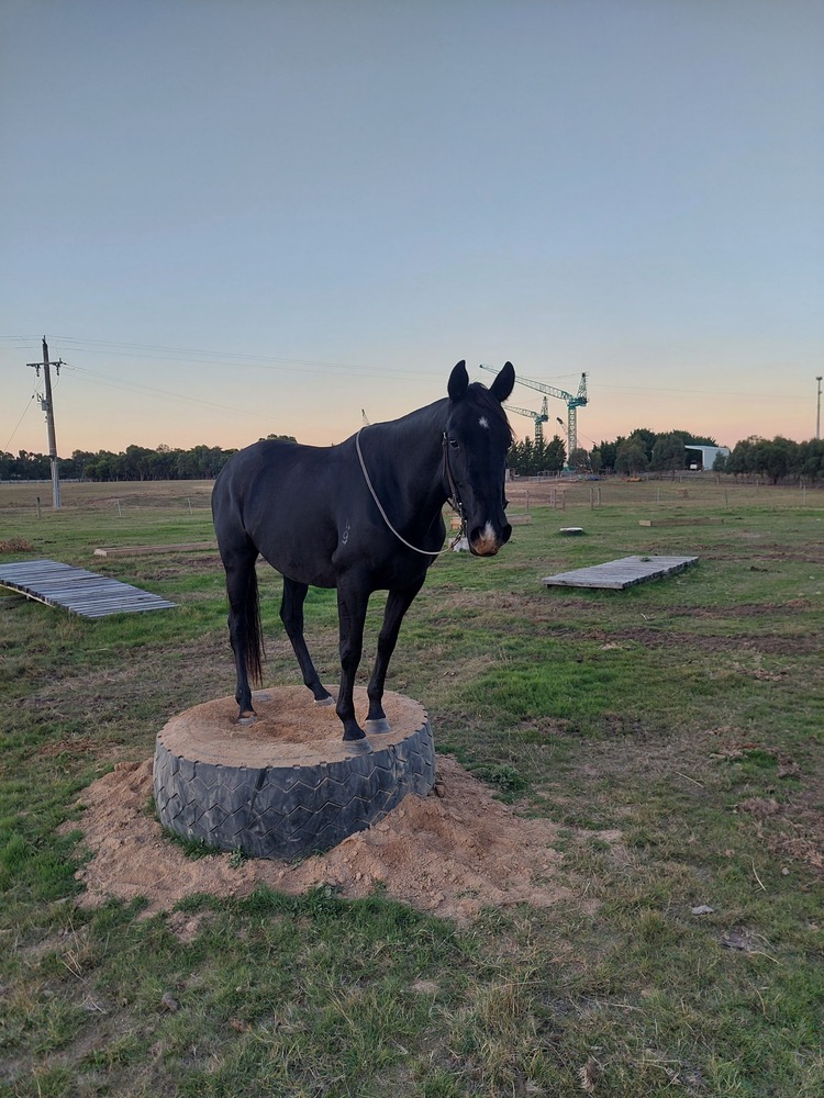 Blackberry Jam Campdrafting horses Horse for sale in Riddells Creek