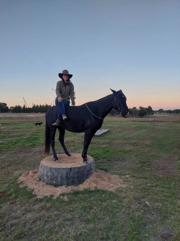 Blackberry Jam Campdrafting horses Horse for sale in Riddells Creek