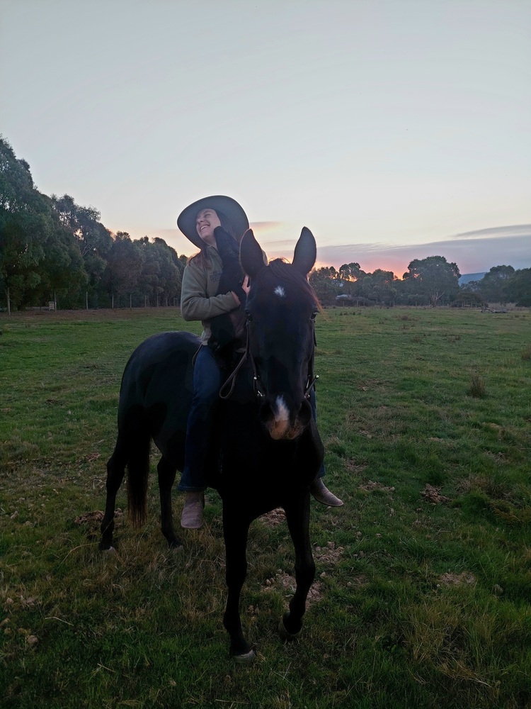 Blackberry Jam Campdrafting horses Horse for sale in Riddells Creek