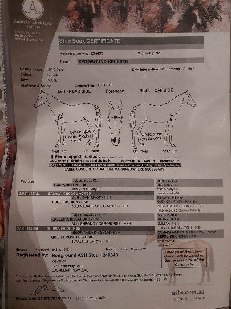 Blackberry Jam Campdrafting horses Horse for sale in Riddells Creek