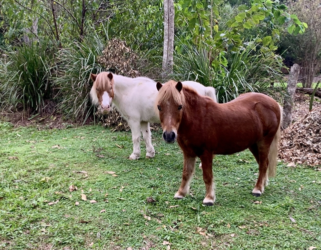 Miniature Pony (Ponies Beginners horses Horse for sale in Pinjarra