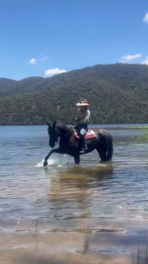 Blackberry Jam Campdrafting horses Horse for sale in Riddells Creek