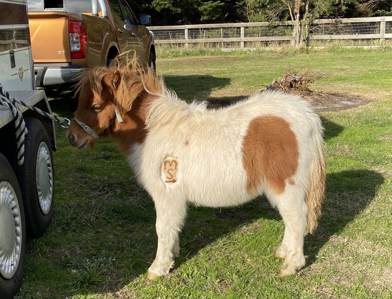 Calais CharlesinCharge Show horses Horse for sale in Myrniong VIC