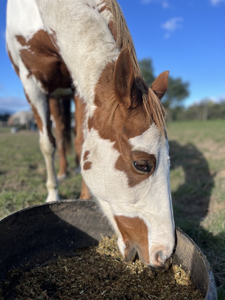 Sweet TB overo mare Breeding horses Horse for sale in Gruyere VIC
