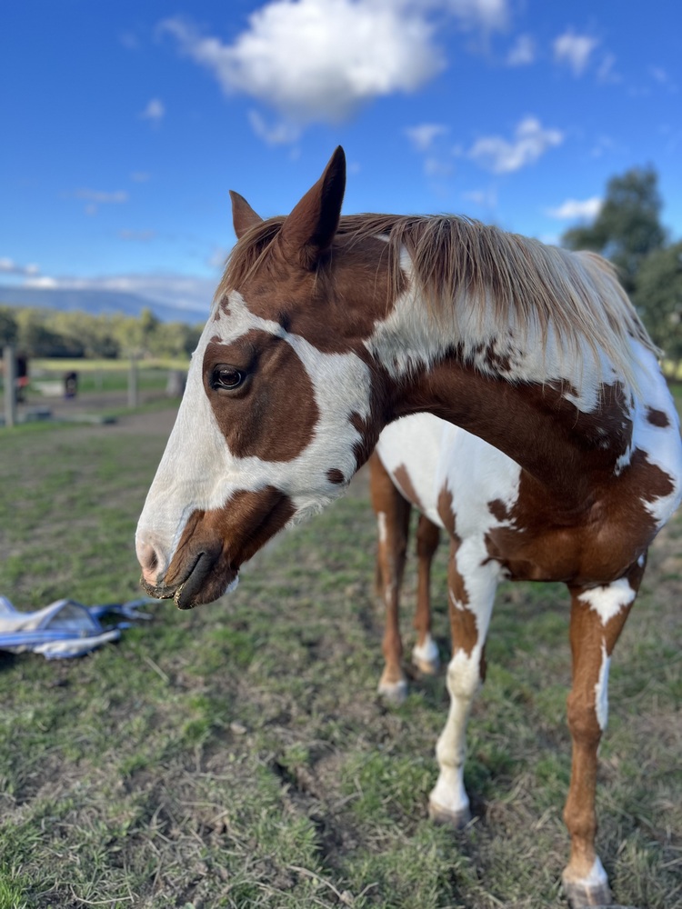 Sweet TB overo mare Breeding horses Horse for sale in Gruyere VIC