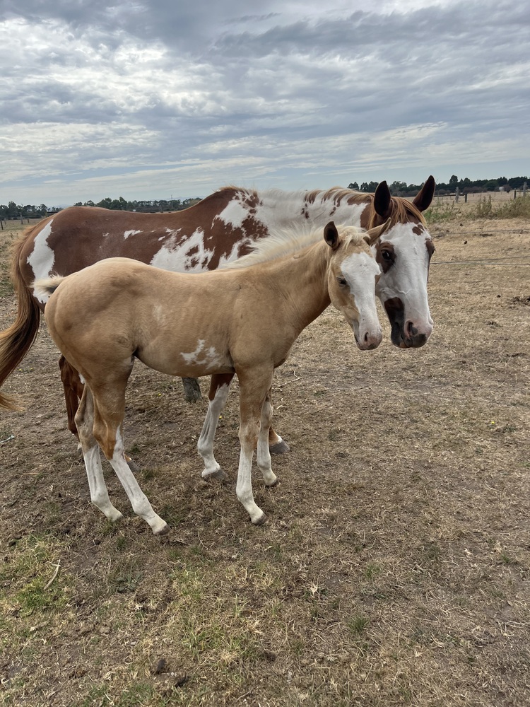 Sweet TB overo mare Breeding horses Horse for sale in Gruyere VIC