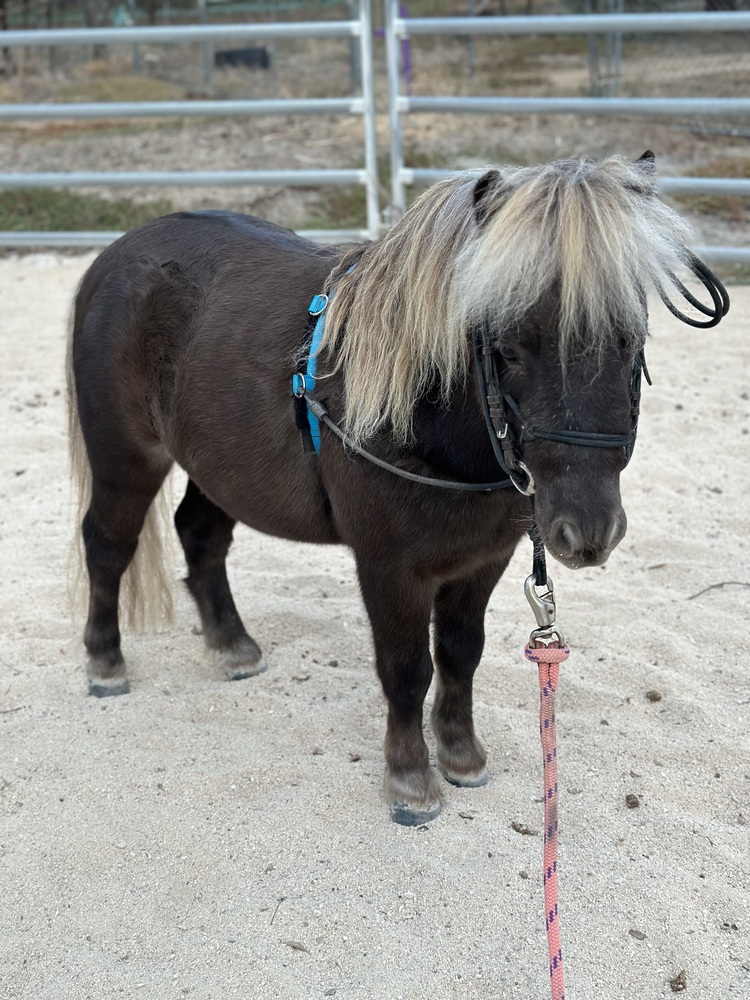 Silver Mini Gelding Show horses Horse for sale in Lewiston SA