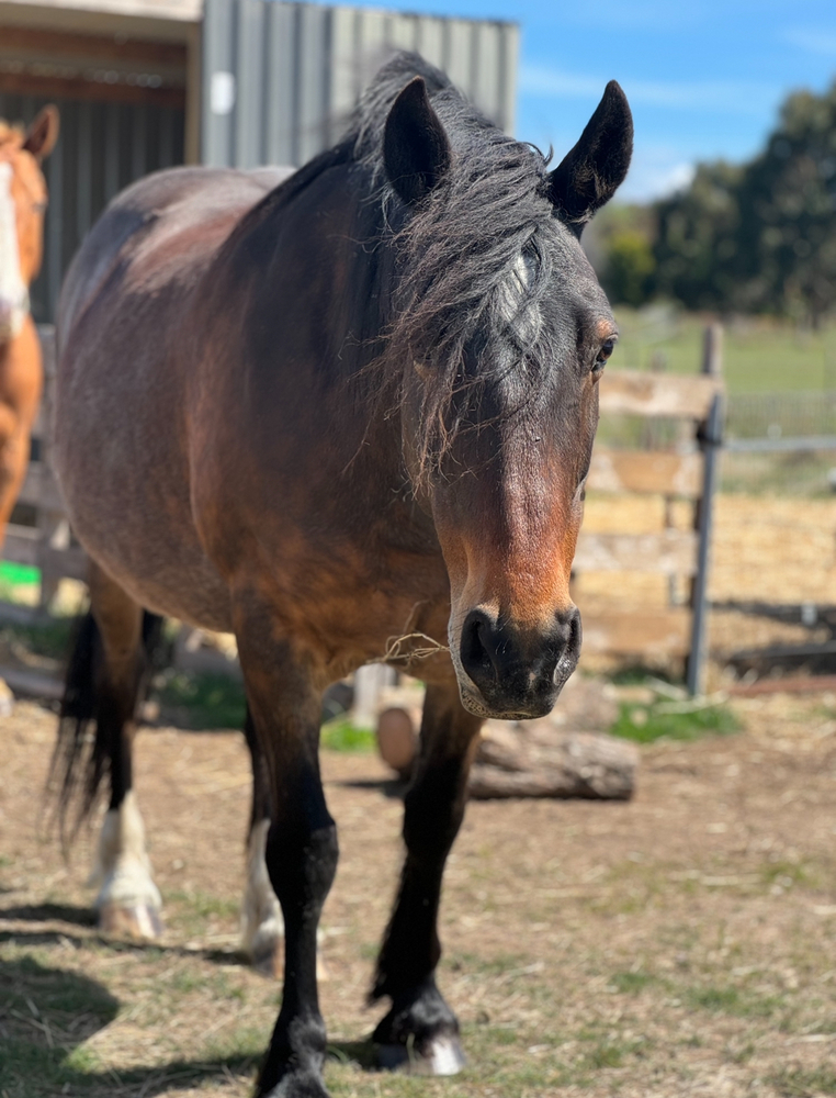 Lazy Clydesdale x Percheron Mare Adult Riding Club horses Horse for