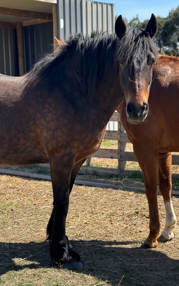Lazy Clydesdale x Percheron Mare Adult Riding Club horses Horse for