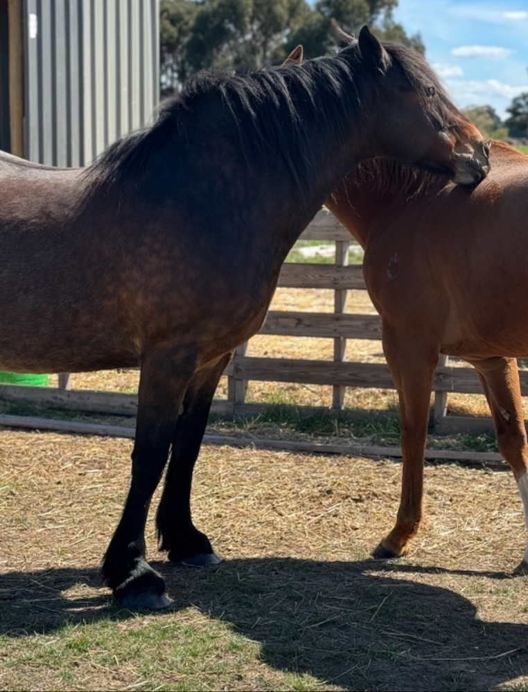 Lazy Clydesdale x Percheron Mare Adult Riding Club horses Horse for
