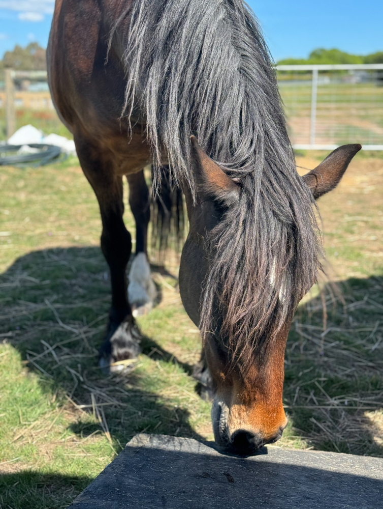 Lazy Clydesdale x Percheron Mare Adult Riding Club horses Horse for