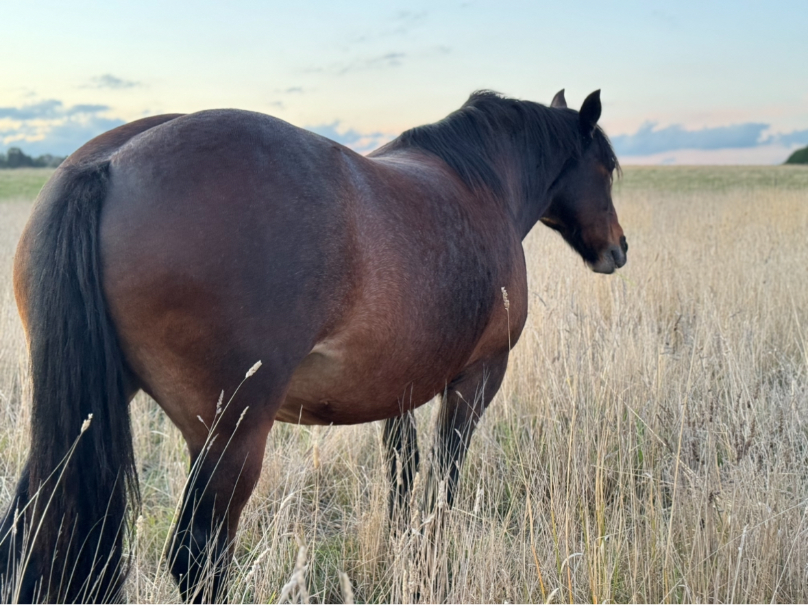 Lazy Clydesdale x Percheron Mare Adult Riding Club horses Horse for