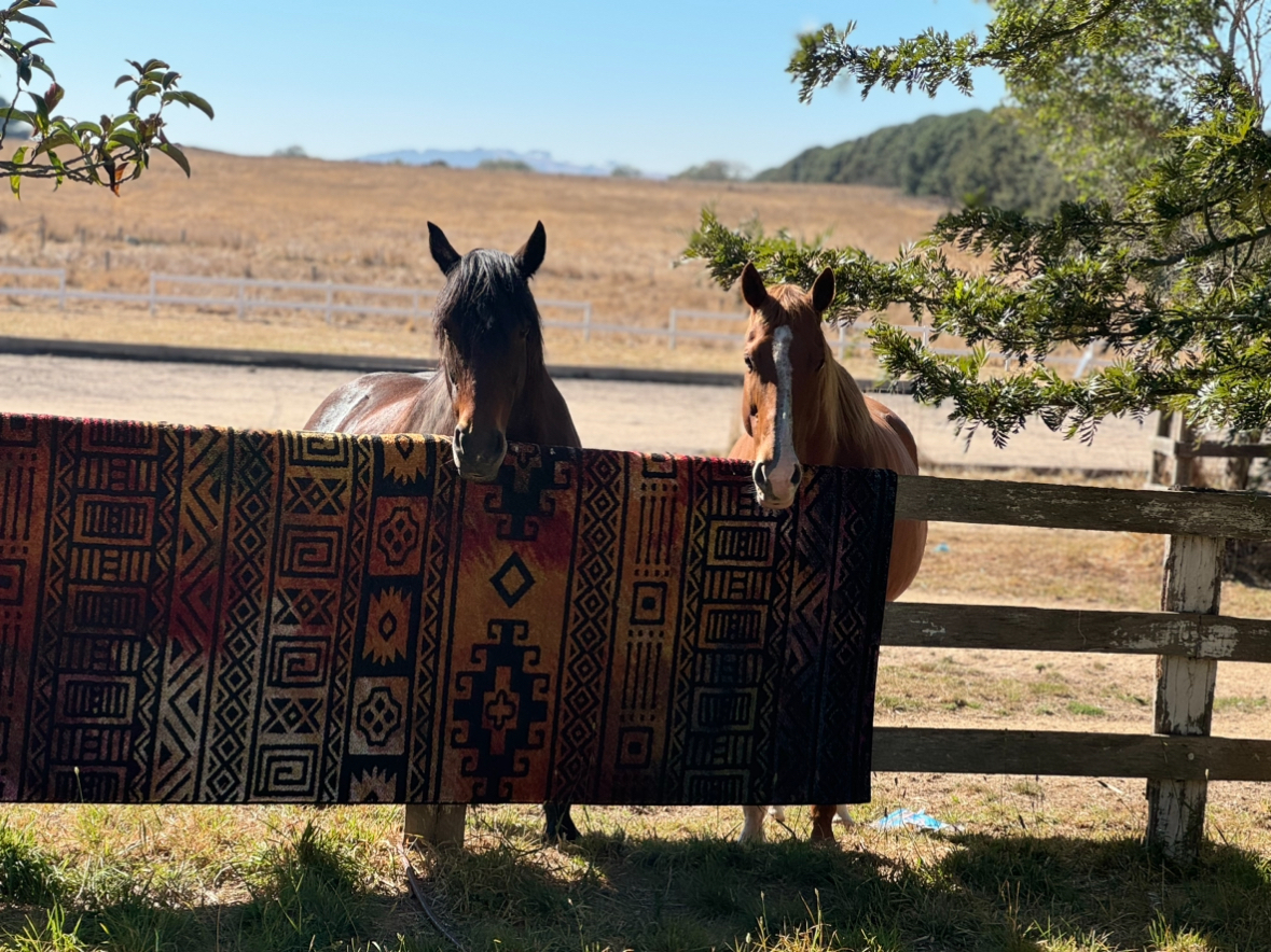 Lazy Clydesdale x Percheron Mare Adult Riding Club horses Horse for