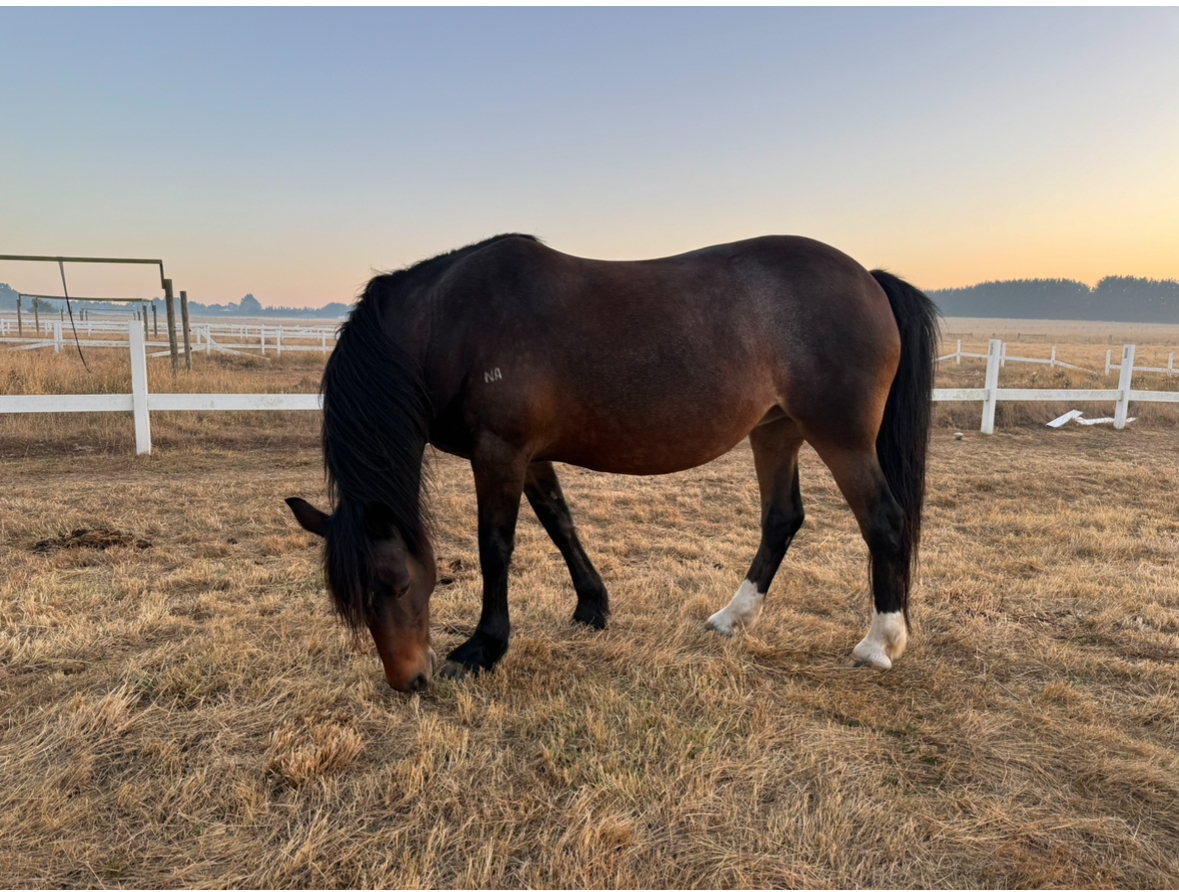 Lazy Clydesdale x Percheron Mare Adult Riding Club horses Horse for