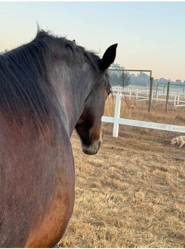 Lazy Clydesdale x Percheron Mare Adult Riding Club horses Horse for