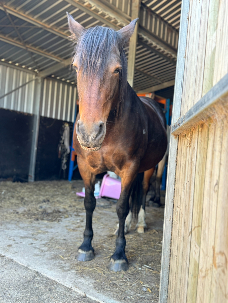 Lazy Clydesdale x Percheron Mare Adult Riding Club horses Horse for