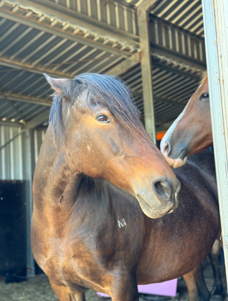 Lazy Clydesdale x Percheron Mare Adult Riding Club horses Horse for